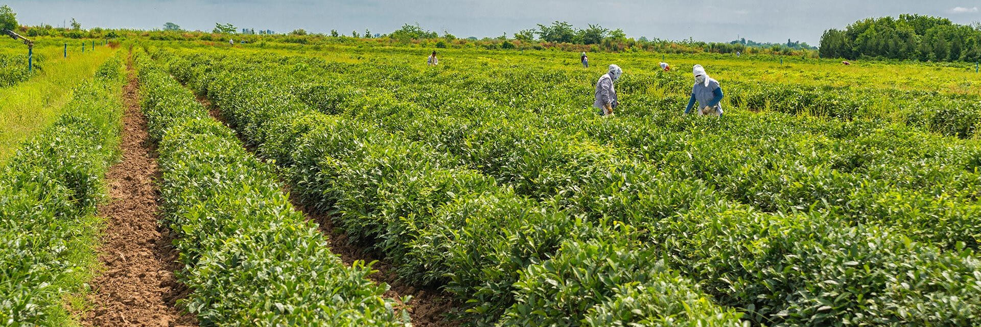 Tea & Citrus Plantation Tour in Lankaran