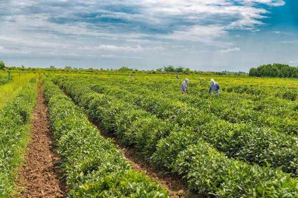 Tea & Citrus Plantation Tour in Lankaran